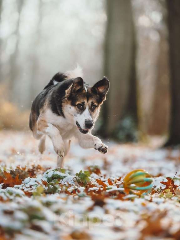 Собаки в Москве: Айриш. Та, что всё понимает... И очень ждёт. Девочка, Бесплатно - фото 6