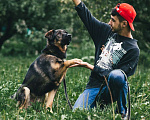 Собаки в Москве: Конар Мальчик, Бесплатно - фото 3