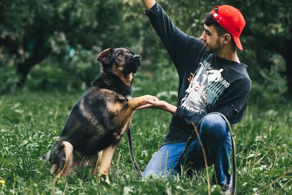 Собаки в Москве: Конар Мальчик, Бесплатно - фото 3