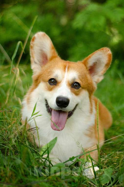 Собаки в Москве: Кобель корги, вязка Мальчик, Бесплатно - фото 5