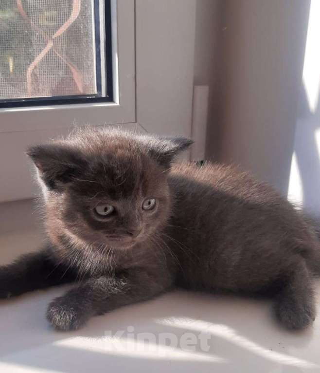 Кошки в Гатчине: Котята метисы от вислоухой шотландской Девочка, 1 500 руб. - фото 6