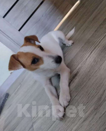 Собаки в Комсомольске-На-Амуре: Продам щенка амстафа 6 месяцев, мальчика Мальчик, 25 000 руб. - фото 2