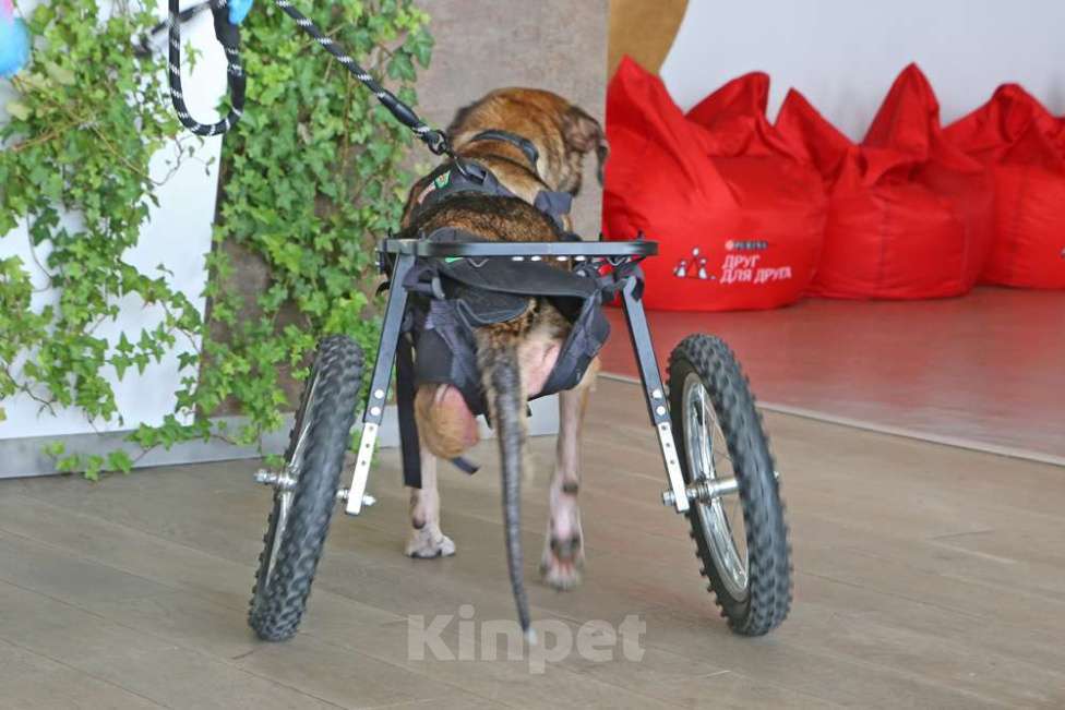 Собаки в Кубинке: Особенная Марта из приюта ищет дом. Девочка, Бесплатно - фото 5