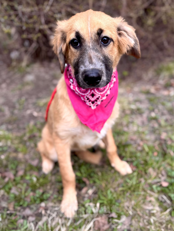 Собаки в Москве: Щенок Мия ищет дом Девочка, Бесплатно - фото 3