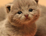 Кошки в Наро-Фоминске: Вязка, Шотландский кот, 2 600 руб. - фото 3