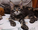 Кошки в Моздоке: Котята мейн кун, 15 000 руб. - фото 8