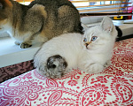 Кошки в Москве: Шотландские котята прямоухие Мальчик, 10 000 руб. - фото 3