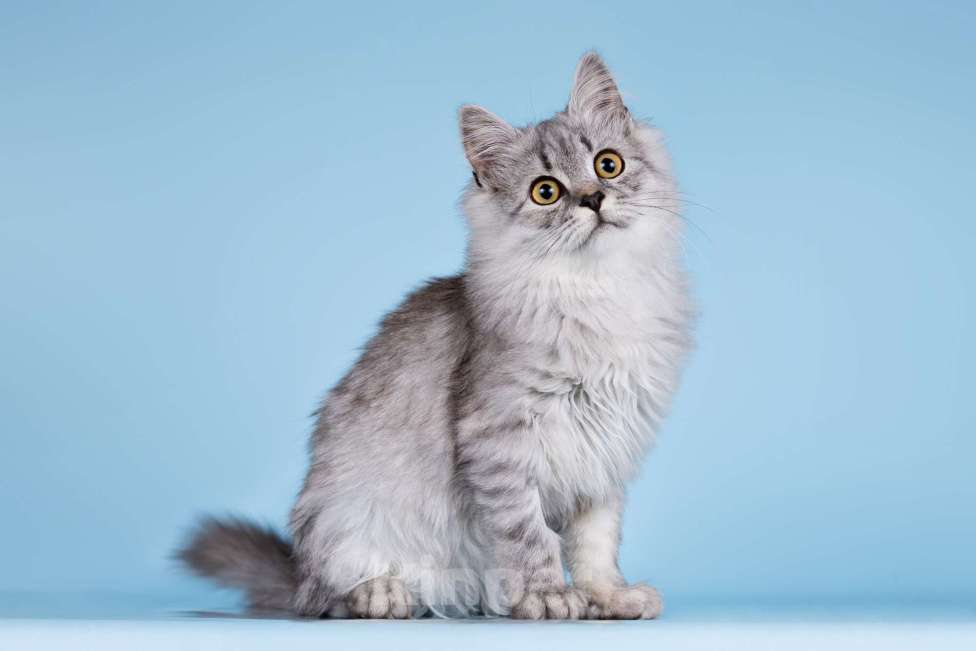 Кошки в Москве: Котята редких окрасов в добрые руки Мальчик, 1 руб. - фото 2