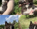 Кошки в других городах Московской области: Котенок в добрые руки Мальчик, Бесплатно - фото 1