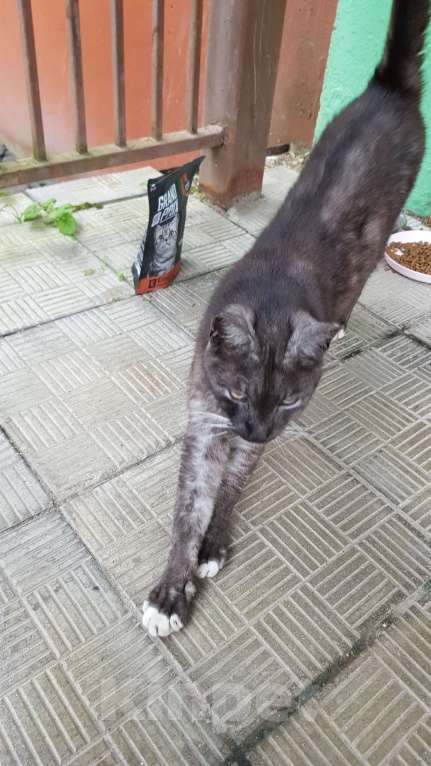 Кошки в Подольске: Брошенный котик в добрые руки Мальчик, Бесплатно - фото 3