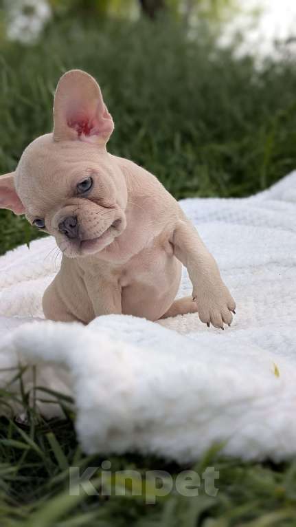 Собаки в других городах Крыма: Французская красотка Девочка, 100 000 руб. - фото 8