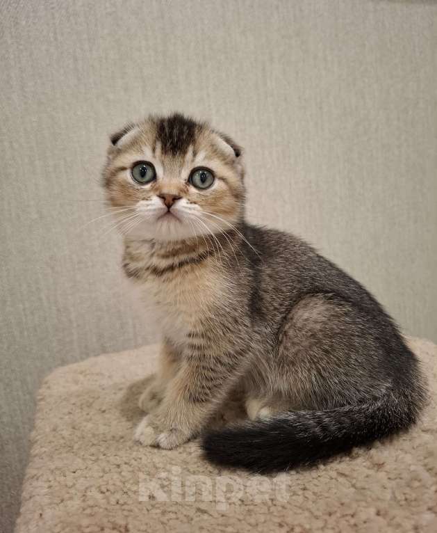 Кошки в Челябинске: Шотландский котенок Мальчик, 25 000 руб. - фото 1