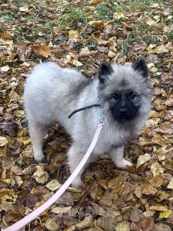 Собаки в Москве: Джоув Божественный Из Воронцовского Дворца  Мальчик, 50 000 руб. - фото 10