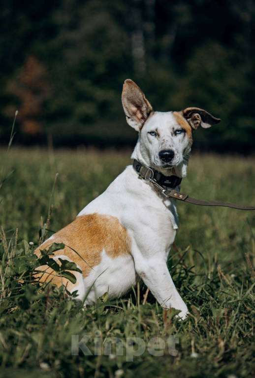 Собаки в Москве: Блондин с голубыми глазами Мальчик, Бесплатно - фото 5