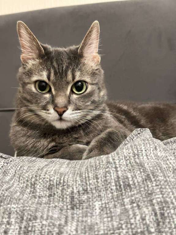 Кошки в Москве: Ищу прекрасных хозяев для кота Мальчик, Бесплатно - фото 3