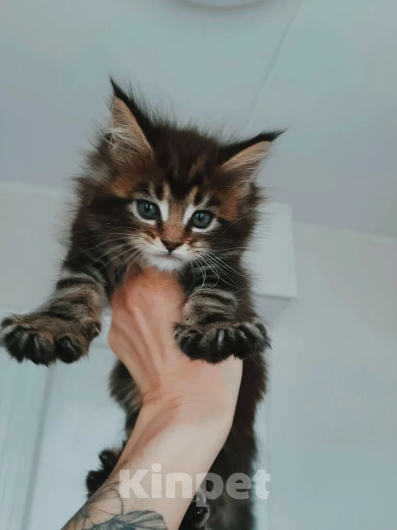 Кошки в Москве: Джульетта Девочка, 35 000 руб. - фото 1