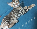 Кошки в Чехове: Чистокровный бенгальский котик Мальчик, 37 000 руб. - фото 2