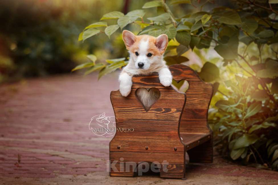 Собаки в Москве: коржики щенки Мальчик, 60 000 руб. - фото 5