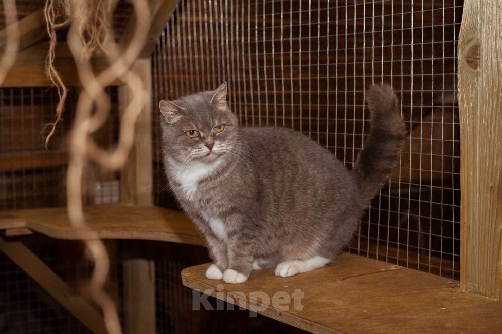 Кошки в Москве: Кошка в добрые руки! Девочка, Бесплатно - фото 6