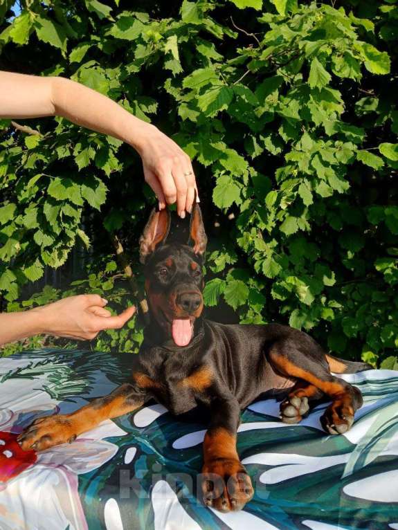 Собаки в Краснодаре: Щенки добермана от титулованых родителей Мальчик, 50 000 руб. - фото 5