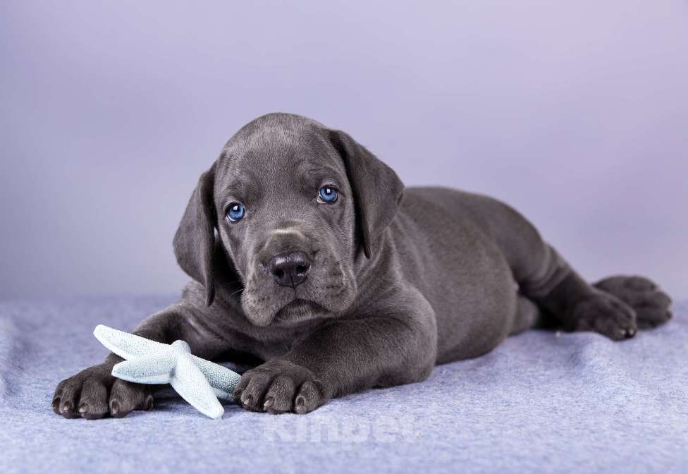 Собаки в Нижнем Новгороде: Немецкий Дог Чемпион Моего Сердца (Голубая лента) Мальчик, 100 000 руб. - фото 1