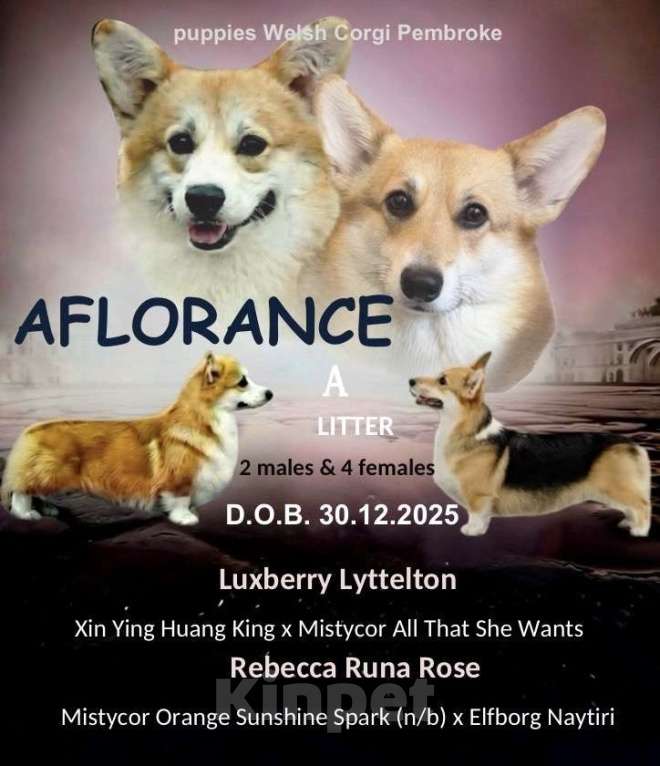 Собаки в Санкт-Петербурге: Щенок вельш корги пемброк Девочка, 80 000 руб. - фото 5