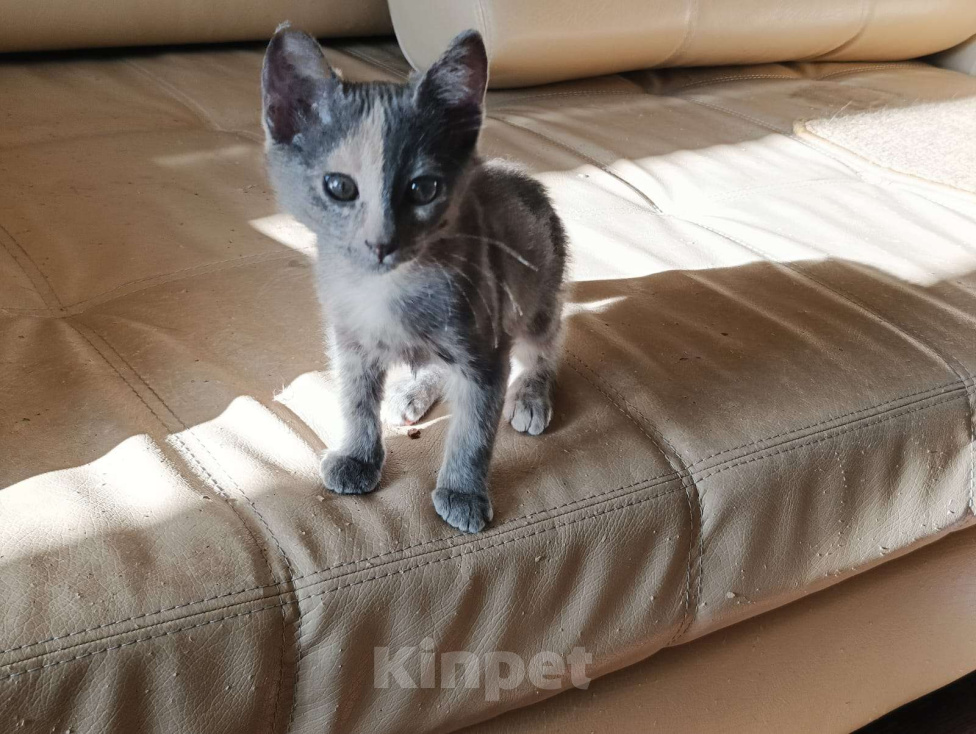 Кошки в других городах Московской области: Малышка Ника в добрые руки Девочка, Бесплатно - фото 3