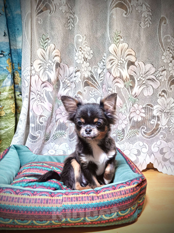 Собаки в Москве: Курносенький малыш Мальчик, 20 000 руб. - фото 2