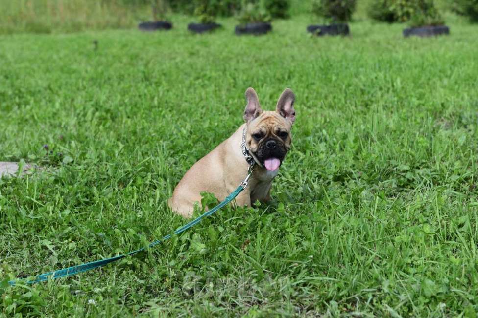 Собаки в Москве: Девочка французского бульдога  Девочка, 35 000 руб. - фото 6
