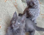 Кошки в Амурске: Котята мейн кун Мальчик, Бесплатно - фото 4