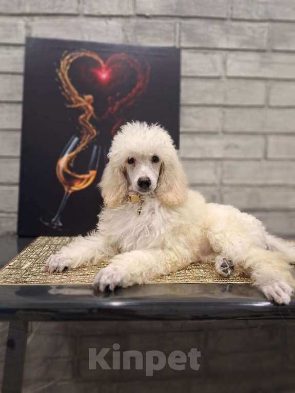 Собаки в Санкт-Петербурге: Девочка среднего пуделя,белого окраса Девочка, 150 руб. - фото 2