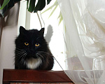 Кошки в Калуге: Роскошная пушистая Ляля. Молодая кошка в добрые руки. Девочка, Бесплатно - фото 2