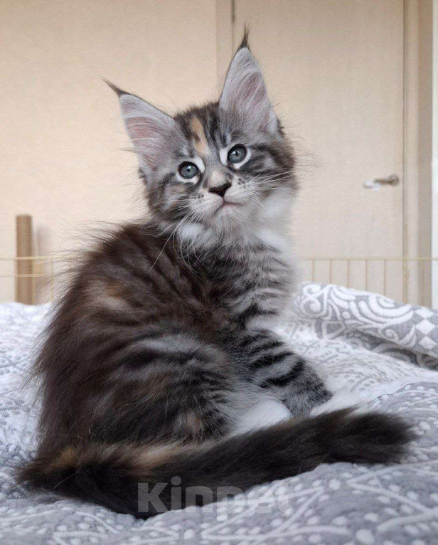 Кошки в Геленджике: Продаётся котёнок мейн-кун, девочка, редкий окрас fs 03 24, из питомника EdenLight (Геленджик) Девочка, Бесплатно - фото 1