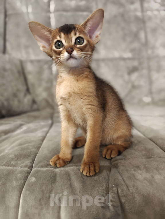 Кошки в Мытищах: Абиссинские котята в домашние любимцы Девочка 2 Девочка, 45 000 руб. - фото 2