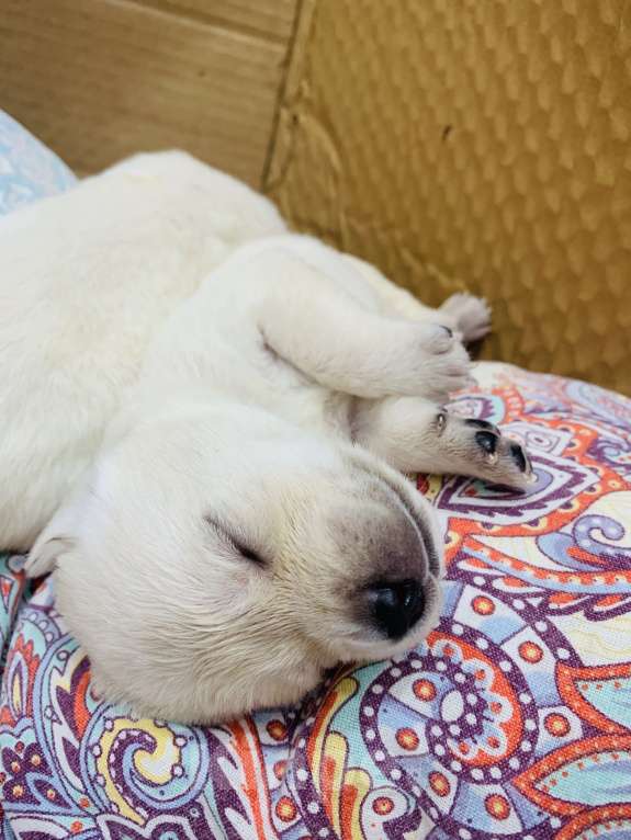 Собаки в Челябинске: Свободны к бронированию , маленькие комочки счастья !Все документы, клеймо ! Метрики ! Чипы. Разнополые, 65 000 руб. - фото 3