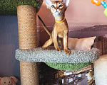 Кошки в Комсомольске-На-Амуре: Абиссинская кошка  Девочка, 35 000 руб. - фото 2