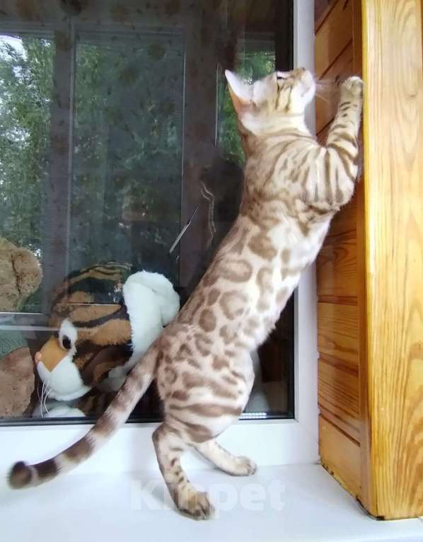 Кошки в Красноярске: Срочная продажа котенок мальчик-подросток Мальчик, Бесплатно - фото 5