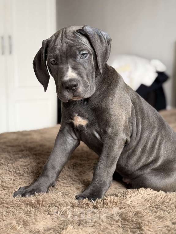 Собаки в Краснодаре: Щенки Кане корсо Девочка, 60 000 руб. - фото 10