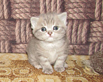 Кошки в Санкт-Петербурге: для бронирования кошечка Девочка, 25 000 руб. - фото 2