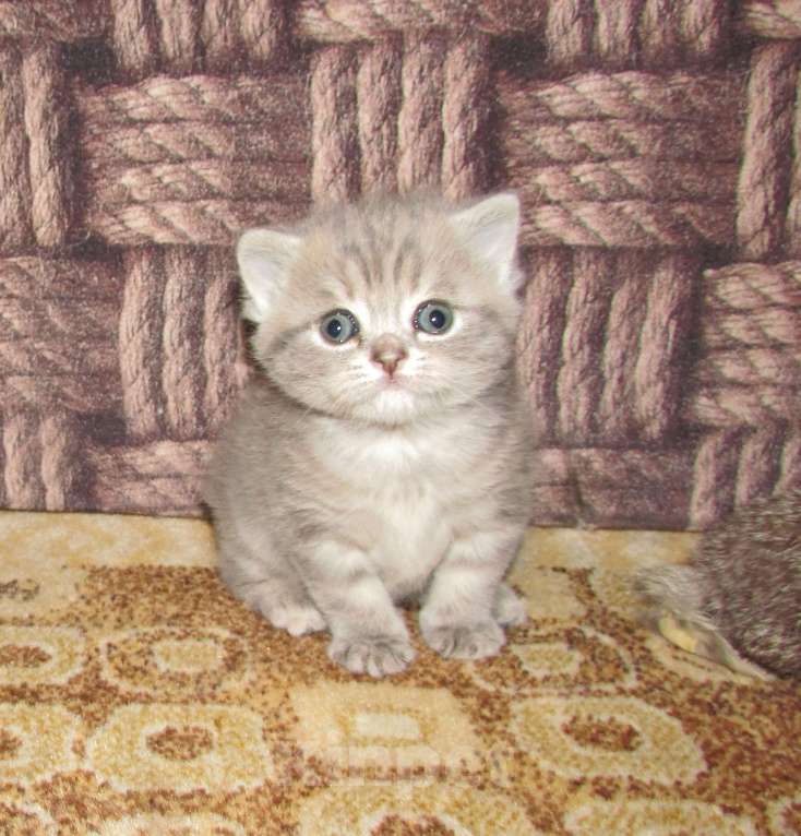 Кошки в Санкт-Петербурге: для бронирования кошечка Девочка, 25 000 руб. - фото 2