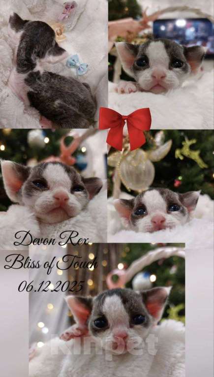 Кошки в Воронеже: Котенок девон рекс мальчик Мальчик, 100 000 руб. - фото 2