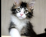 Кошки в Перми: Котята мейн-кун Девочка, 25 000 руб. - фото 2