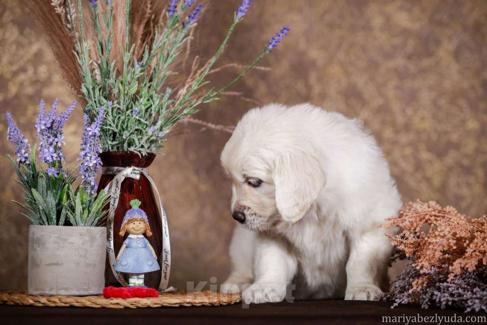 Собаки в Москве: золотистого ретривира щенок Девочка, 90 000 руб. - фото 2