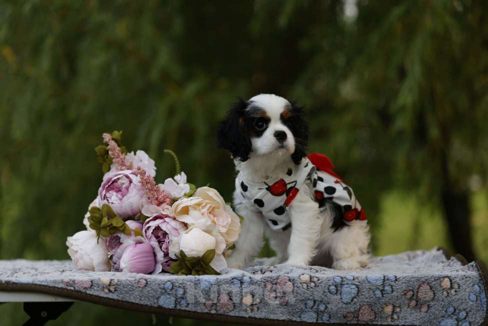 Собаки в Москве: Анса Перл Нуар Девочка, 90 000 руб. - фото 4