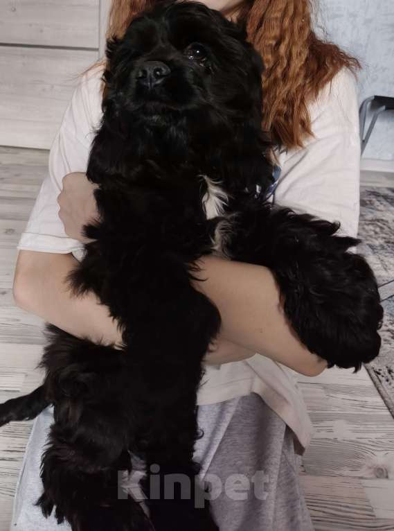 Собаки в других городах Ленинградской области: Американский кокер спаниель Мальчик, 20 000 руб. - фото 4