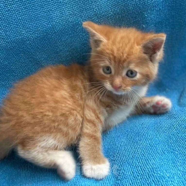 Кошки в Москве: Котенка выкинули в парке Мальчик, Бесплатно - фото 3