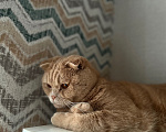 Кошки в других городах Ленинградской области: Котик Мальчик, Бесплатно - фото 1
