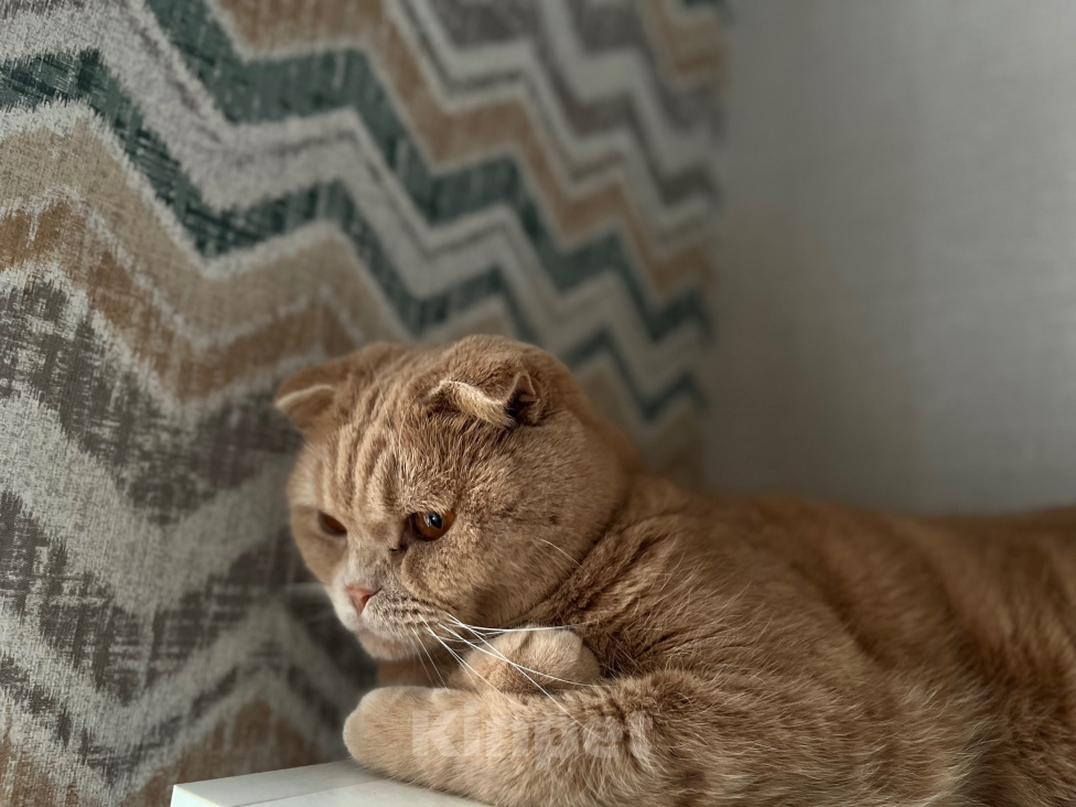 Кошки в других городах Ленинградской области: Котик Мальчик, Бесплатно - фото 1