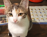 Кошки в Волжском: Котёнок ищет дом Девочка, 100 руб. - фото 2