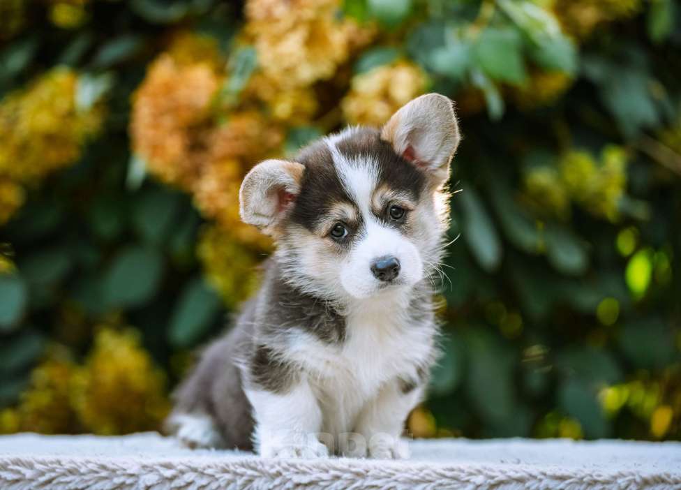 Собаки в Новосибирске: Вельш Корги Пемброк Джуди Хопс Девочка, 65 000 руб. - фото 3
